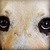 :iconhaven4303: