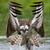 :iconhavoc-hawk: