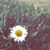 :iconhavoks-divide: