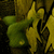 :iconhawel: