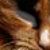 :iconhawk--fire: