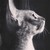 :iconhawk-owl: