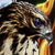 :iconhawk87: