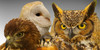 :iconhawkcenter: