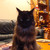 :iconhawkcormyr: