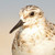 :iconhawkeagle7: