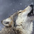:iconhawkeye-the-dragon: