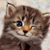 :iconhawkeyestarsunder: