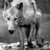 Hawkfeather2798 :iconhawkfeather2798:
