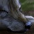 :iconhawkfirewarriorcat1: