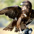 :iconhawkfur34: