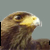 :iconhawkgda: