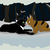 :iconhawkstar1996: