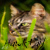 :iconhawktail77: