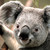 :iconhawktalon6: