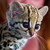 :iconhawktalonjulietree: