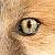 hawkwhispers :iconhawkwhispers: