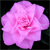 :iconhaxonite: