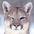 :iconhay-lin-cougar: