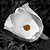 :iconhayaletl: