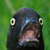 :iconhaydonk: