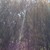 :iconhayley0608: