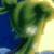 :iconhaylin99:
