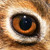 :iconhazel-roo: