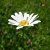 :iconhazel-twig:
