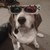 :iconhazelbeagle: