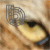 :iconhazelbynature: