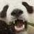 :iconhazelnut650: