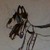 :iconhazelstripe26:
