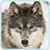 :iconHazelwolf: