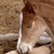 :iconhbhorses1: