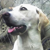 :iconhdogwugb: