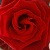 :iconhdonna: