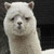 :iconhdszack: