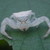 :iconheadhopper: