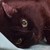 :iconhealthyshadeofgreen:
