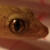 :iconhearshunter: