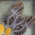 :iconheart-likeahole: