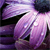 :iconheart-safi: