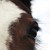 :iconheartcourage: