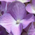 :iconheartofgold0207: