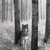:iconheartofsteel13: