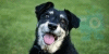 :iconhearts-for-pets: