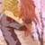 :iconhearts702:
