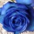 :iconheartsandblueroses: