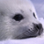 Heartsfuzzhospital :iconheartsfuzzhospital:
